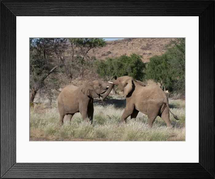 Framed Print : Desert elephants (Loxodonta africana), Huab River Valley, Torra Conservancy, Damaraland, Namibia, Africa Framed Print : Desert elephants (Loxodonta africana), Huab River Valley, Torra Conservancy, Damaraland, Namibia, Africa
