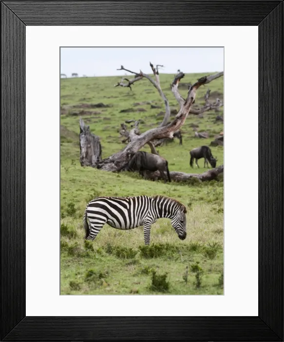 Framed Print : Common zebra (Equus quagga), Masai Mara, Kenya, East Africa, Africa Framed Print : Common zebra (Equus quagga), Masai Mara, Kenya, East Africa, Africa
