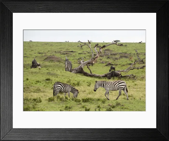 Framed Print : Common zebra (Equus quagga), Masai Mara, Kenya, East Africa, Africa Framed Print : Common zebra (Equus quagga), Masai Mara, Kenya, East Africa, Africa