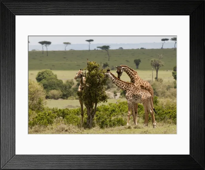 Framed Print : Giraffe (Giraffa camelopardalis), Masai Mara, Kenya, East Africa, Africa Framed Print : Giraffe (Giraffa camelopardalis), Masai Mara, Kenya, East Africa, Africa