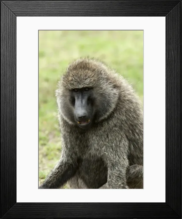 Framed Print : Olive baboon (Papio anubis), Masai Mara, Kenya, East Africa, Africa Framed Print : Olive baboon (Papio anubis), Masai Mara, Kenya, East Africa, Africa