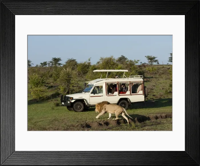 Framed Print : Lion (Panthera leo) and safari vehicle, Masai Mara, Kenya, East Africa, Africa Framed Print : Lion (Panthera leo) and safari vehicle, Masai Mara, Kenya, East Africa, Africa