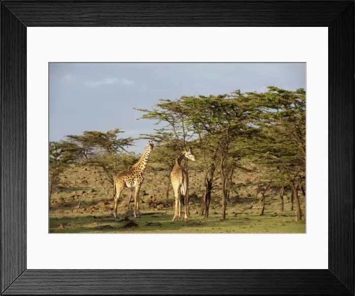 Framed Print : Giraffe (Giraffa camelopardalis), Masai Mara, Kenya, East Africa, Africa
