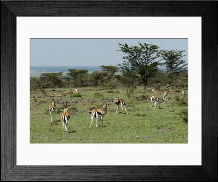 Framed Print : Thompsons gazelle (Gazella thomsoni), Masai Mara, Kenya, East Africa, Africa