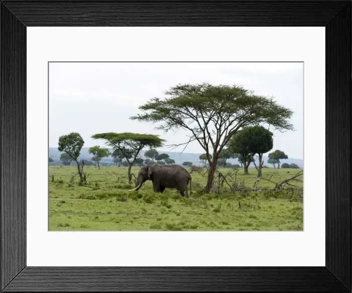 Framed Print : African elephant (Loxodonta africana), Masai Mara, Kenya, East Africa, Africa Framed Print : African elephant (Loxodonta africana), Masai Mara, Kenya, East Africa, Africa