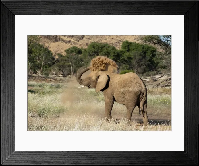 Framed Print : Desert elephant (Loxodonta africana), Huab River Valley, Torra Conservancy, Damaraland, Namibia, Africa Framed Print : Desert elephant (Loxodonta africana), Huab River Valley, Torra Conservancy, Damaraland, Namibia, Africa