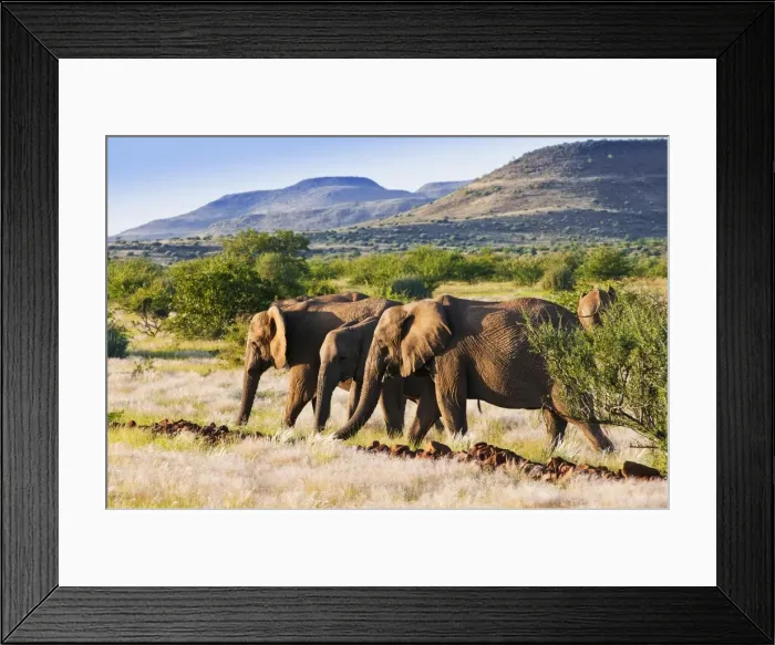 Framed Print : African elephant (Loxodonta africana), Damaraland, Kunene Region, Namibia, Africa Framed Print : African elephant (Loxodonta africana), Damaraland, Kunene Region, Namibia, Africa