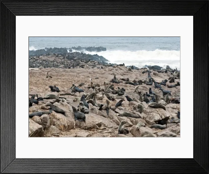 Framed Print : Cape Fur seals (Arctocephalus pusillus), Cape Cross, Skeleton Coast, Kaokoland, Kunene Region, Namibia, Africa Framed Print : Cape Fur seals (Arctocephalus pusillus), Cape Cross, Skeleton Coast, Kaokoland, Kunene Region, Namibia, Africa