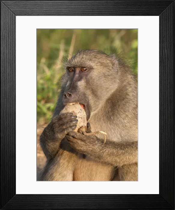 Framed Print : Chacma baboon (Papio cynocephalus ursinus), eating fruit of Sausage Tree (Kigelia africana), Kruger National Park, South Africa, Africa Framed Print : Chacma baboon (Papio cynocephalus ursinus), eating fruit of Sausage Tree (Kigelia africana), Kruger National Park, South Africa, Africa