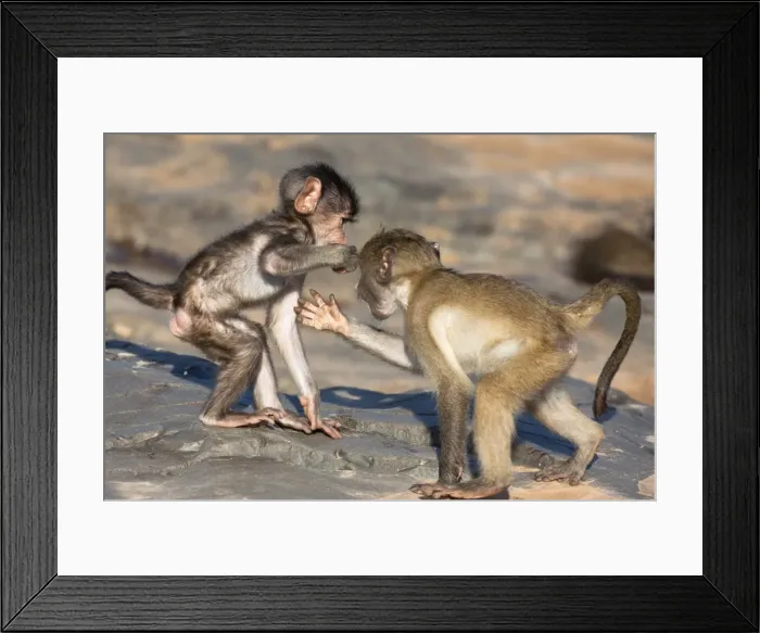 Framed Print : Baby chacma baboons (Papio cynocephalus ursinus), playfighting, Kruger National Park, South Africa, Africa
