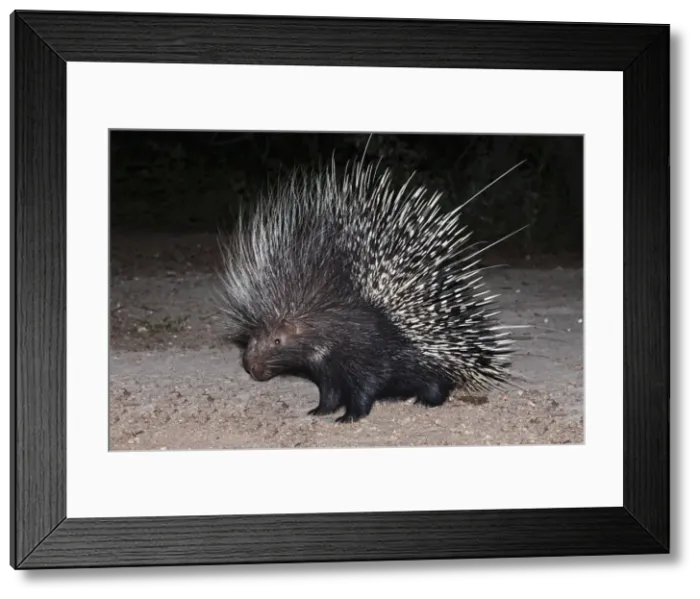 Framed Print : Porcupine (Hystrix africaeaustralis), Limpopo, South Africa, Africa Framed Print : Porcupine (Hystrix africaeaustralis), Limpopo, South Africa, Africa
