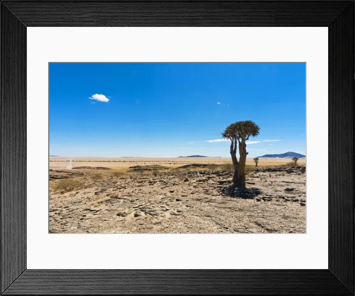 Framed Print : The Quivertree (Kokerboom tree) (Aloe dichotoma), Namib desert, Namibia, Africa Framed Print : The Quivertree (Kokerboom tree) (Aloe dichotoma), Namib desert, Namibia, Africa