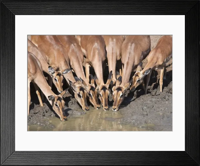 Framed Print : Impala (Aepyceros melampus), females at waterhole, Mkhuze Game Reserve, South Africa, Africa Framed Print : Impala (Aepyceros melampus), females at waterhole, Mkhuze Game Reserve, South Africa, Africa
