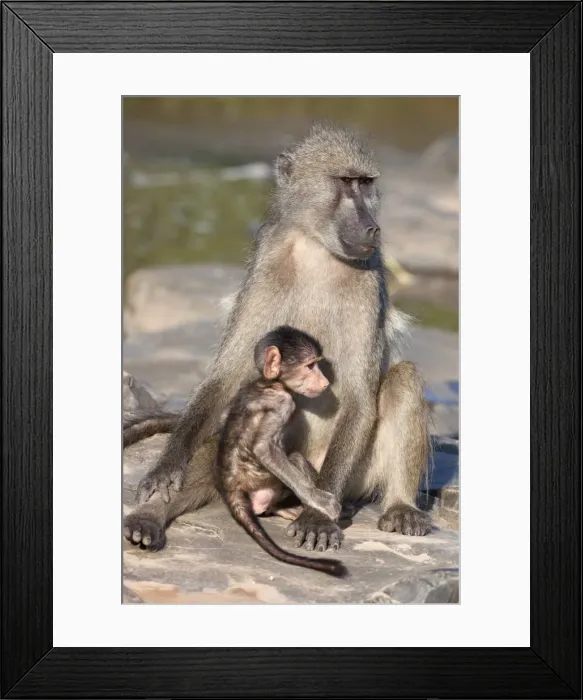 Framed Print : Chacma baboon (Papio cynocephalus ursinus), with baby, Kruger National Park, South Africa, Africa Framed Print : Chacma baboon (Papio cynocephalus ursinus), with baby, Kruger National Park, South Africa, Africa