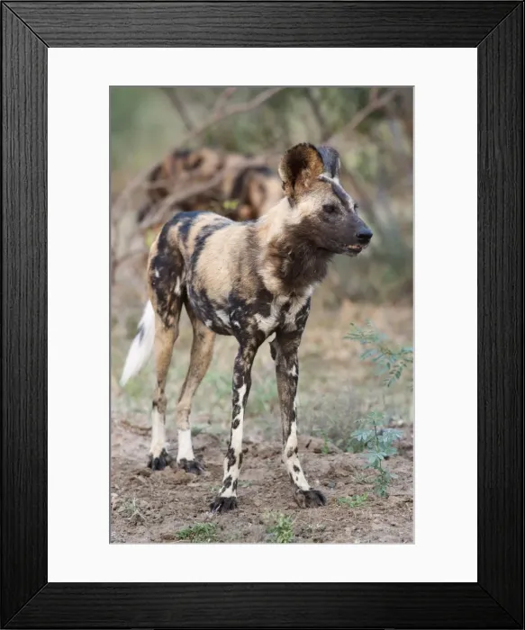 Framed Print : African wild dog (Lycaon pictus), Kruger National Park, South Africa, Africa Framed Print : African wild dog (Lycaon pictus), Kruger National Park, South Africa, Africa