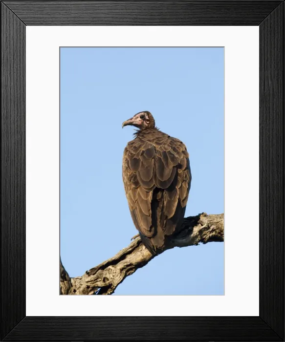 Framed Print : Hooded vulture (Necrosyrtes monachus), Kruger National Park, South Africa, Africa Framed Print : Hooded vulture (Necrosyrtes monachus), Kruger National Park, South Africa, Africa