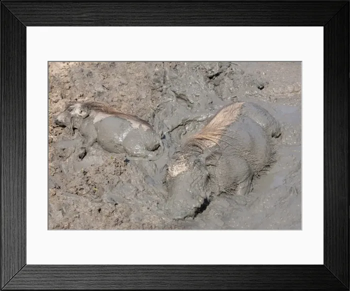 Framed Print : Warthog (Phacochoerus aethiopicus) wallowing, Mkhuze Game Reserve, South Africa, Africa Framed Print : Warthog (Phacochoerus aethiopicus) wallowing, Mkhuze Game Reserve, South Africa, Africa