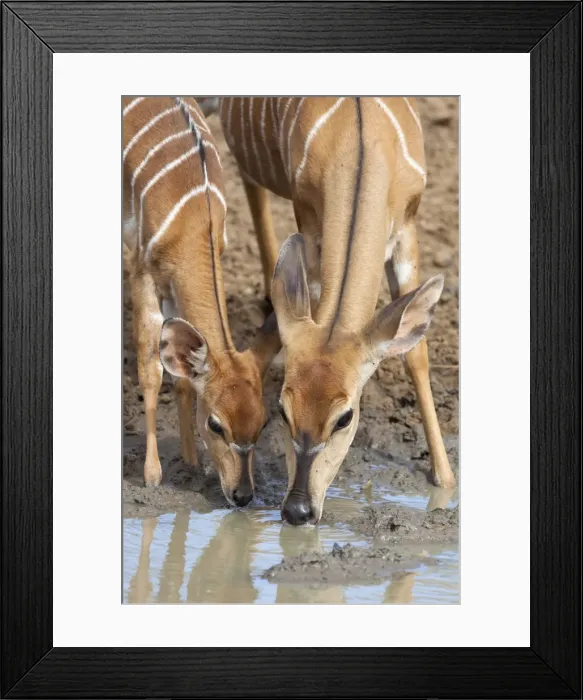 Framed Print : Nyala (Tragelaphus angasii), female with baby drinking, Mkhuze Game Reserve, South Africa, Africa Framed Print : Nyala (Tragelaphus angasii), female with baby drinking, Mkhuze Game Reserve, South Africa, Africa