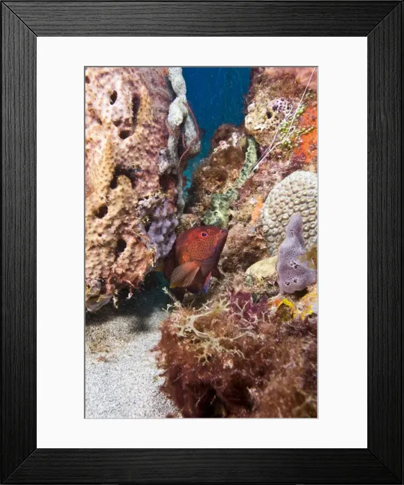 Framed Print : Coney (Cephalopholis fulva), St. Lucia, West Indies, Caribbean, Central America Framed Print : Coney (Cephalopholis fulva), St. Lucia, West Indies, Caribbean, Central America