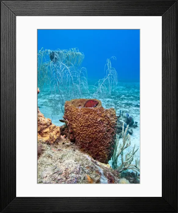Framed Print : Coney (Cephalopholis fulva), in a barrel sponge, St. Lucia, West Indies, Caribbean, Central America Framed Print : Coney (Cephalopholis fulva), in a barrel sponge, St. Lucia, West Indies, Caribbean, Central America