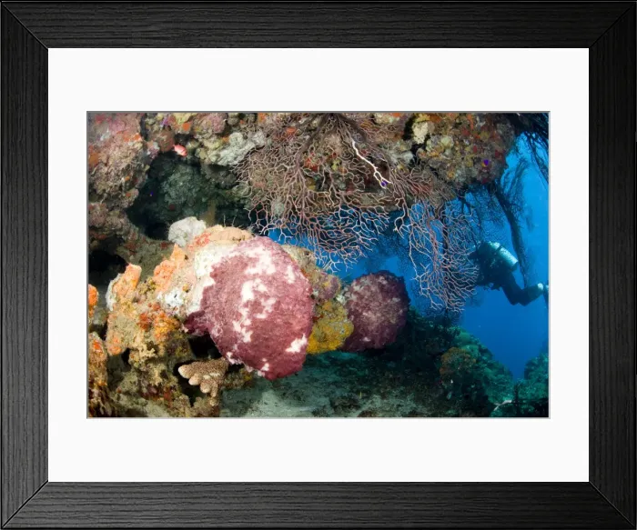 Framed Print : Coral encrusted overhang, St. Lucia, West Indies, Caribbean, Central America Framed Print : Coral encrusted overhang, St. Lucia, West Indies, Caribbean, Central America