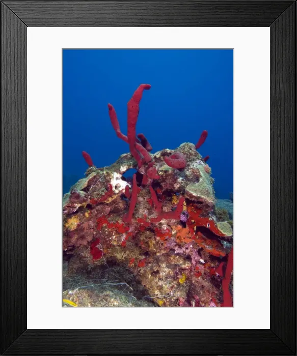 Framed Print : Erect rope sponge (Amphimedon compressa), St. Lucia, West Indies, Caribbean, Central America Framed Print : Erect rope sponge (Amphimedon compressa), St. Lucia, West Indies, Caribbean, Central America