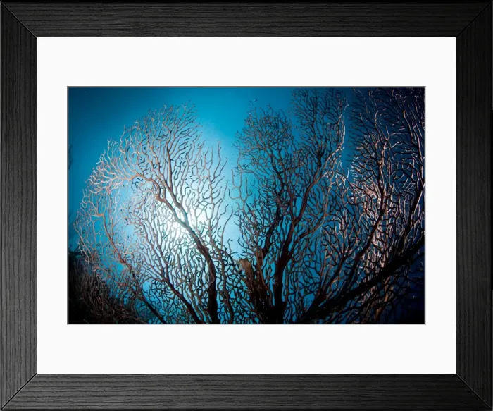 Framed Print : Fan coral and sunburst, St. Lucia, West Indies, Caribbean, Central America Framed Print : Fan coral and sunburst, St. Lucia, West Indies, Caribbean, Central America