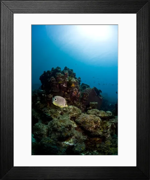 Framed Print : Foureye butterflyfish (Chaetodon capistratus), St. Lucia, West Indies, Caribbean, Central America Framed Print : Foureye butterflyfish (Chaetodon capistratus), St. Lucia, West Indies, Caribbean, Central America