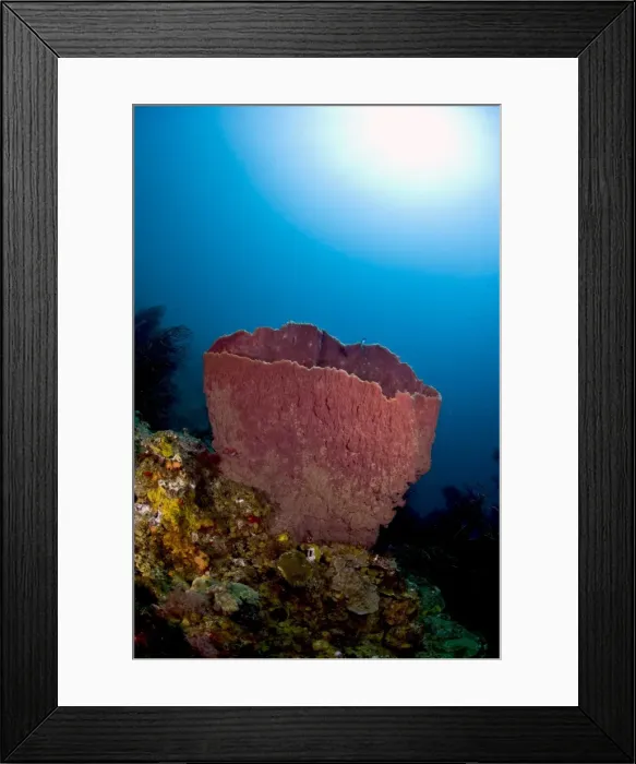 Framed Print : Giant barrel sponge (Xestosongia muta), and sunburst, St. Lucia, West Indies, Caribbean, Central America Framed Print : Giant barrel sponge (Xestosongia muta), and sunburst, St. Lucia, West Indies, Caribbean, Central America