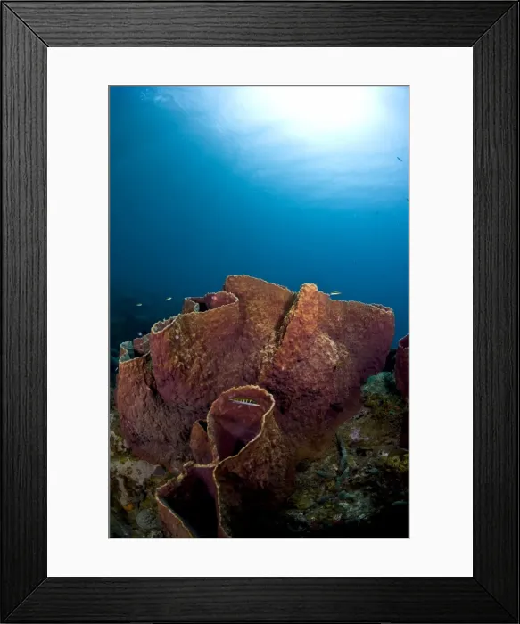 Framed Print : Giant barrel sponge (Xestosongia muta), St. Lucia, West Indies, Caribbean, Central America Framed Print : Giant barrel sponge (Xestosongia muta), St. Lucia, West Indies, Caribbean, Central America