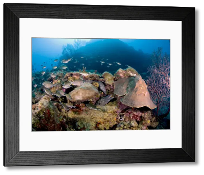 Framed Print : Two spotted moral eels (Gymnothorax moringa), St. Lucia, West Indies, Caribbean, Central America Framed Print : Two spotted moral eels (Gymnothorax moringa), St. Lucia, West Indies, Caribbean, Central America