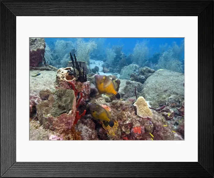 Framed Print : White spotted filefish (Cantherhines macrocerus), St. Lucia, West Indies, Caribbean, Central America Framed Print : White spotted filefish (Cantherhines macrocerus), St. Lucia, West Indies, Caribbean, Central America