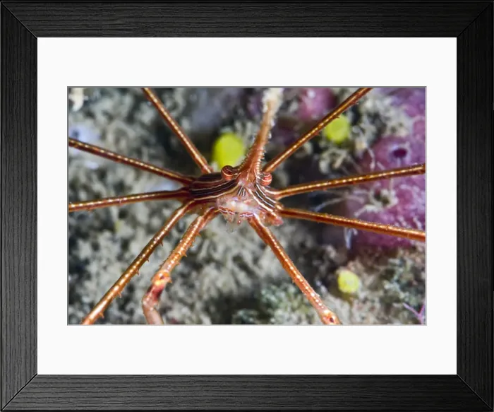 Framed Print : Yellowline arrow crab (Stenorhynchus seticornis), St. Lucia, West Indies, Caribbean, Central America Framed Print : Yellowline arrow crab (Stenorhynchus seticornis), St. Lucia, West Indies, Caribbean, Central America