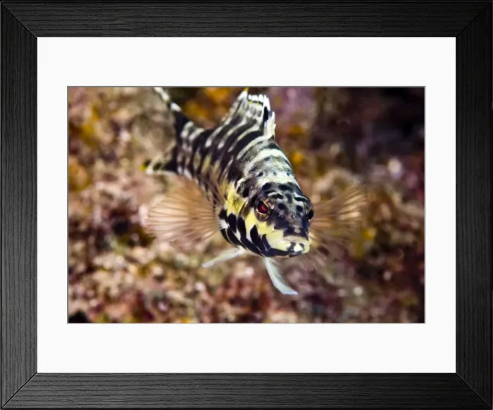 Framed Print : Harlequin bass (Serranus tigrinus), St. Lucia, West Indies, Caribbean, Central America Framed Print : Harlequin bass (Serranus tigrinus), St. Lucia, West Indies, Caribbean, Central America