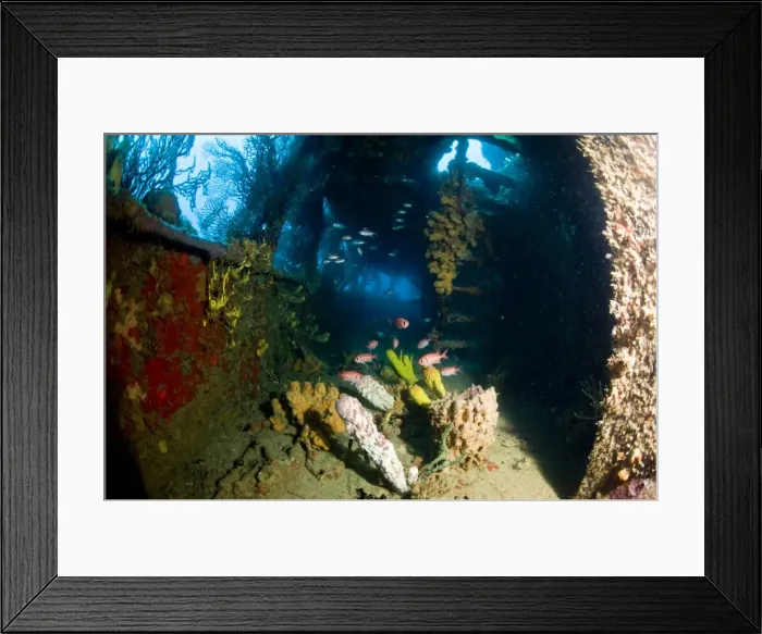 Framed Print : Coral growth inside the wreck of the Lesleen M freighter, sunk as an artificial reef in 1985 in Anse Cochon Bay, St. Lucia, West Indies, Caribbean, Central America Framed Print : Coral growth inside the wreck of the Lesleen M freighter, sunk as an artificial reef in 1985 in Anse Cochon Bay, St. Lucia, West Indies, Caribbean, Central America
