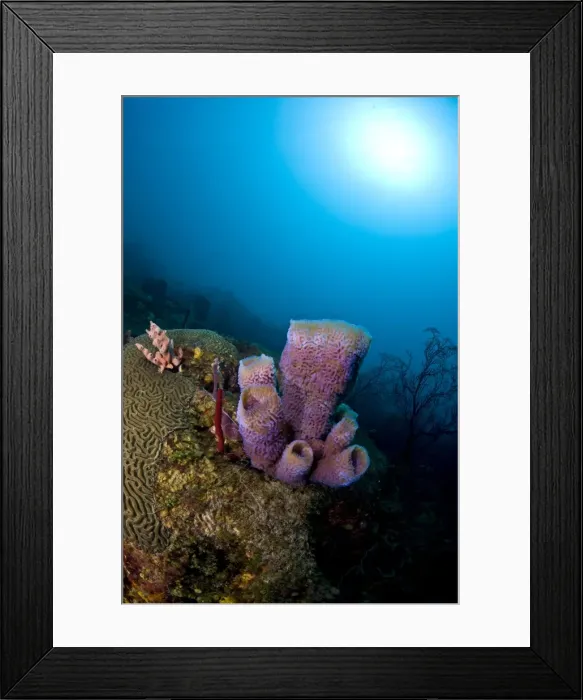 Framed Print : Azure vase sponge (Callyspongia plicifera), and sunburst, St. Lucia, West Indies, Caribbean, Central America Framed Print : Azure vase sponge (Callyspongia plicifera), and sunburst, St. Lucia, West Indies, Caribbean, Central America
