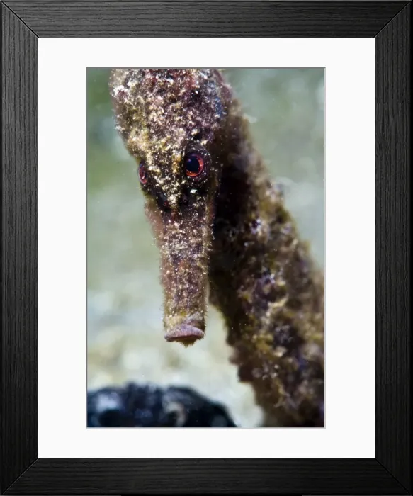 Framed Print : Longsnout seahorse (Hippocampus reidi), uncommon to Caribbean, grows to 2. 5 to 4 inches, St. Lucia, West Indies, Caribbean, Central America Framed Print : Longsnout seahorse (Hippocampus reidi), uncommon to Caribbean, grows to 2. 5 to 4 inches, St. Lucia, West Indies, Caribbean, Central America