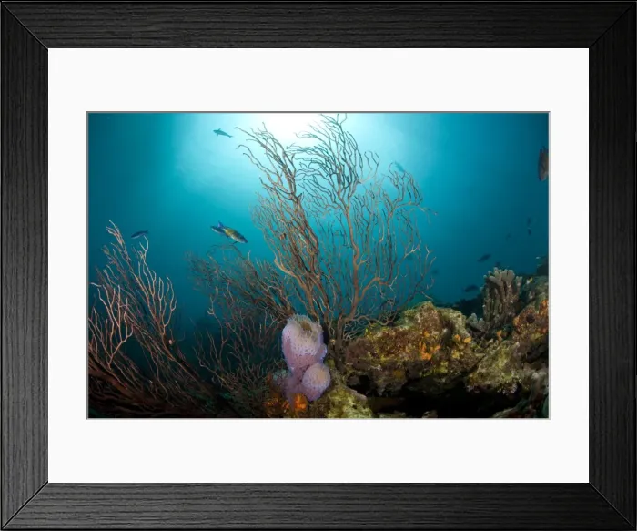 Framed Print : Reef scene with fan coral and vase sponge, St. Lucia, West Indies, Caribbean, Central America Framed Print : Reef scene with fan coral and vase sponge, St. Lucia, West Indies, Caribbean, Central America