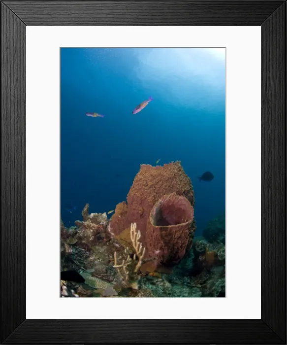 Framed Print : Barrel sponges and creole wrasse, St. Lucia, West Indies, Caribbean, Central America Framed Print : Barrel sponges and creole wrasse, St. Lucia, West Indies, Caribbean, Central America
