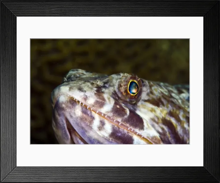 Framed Print : Sand diver (Synodus intermedius), St. Lucia, West Indies, Caribbean, Central America Framed Print : Sand diver (Synodus intermedius), St. Lucia, West Indies, Caribbean, Central America