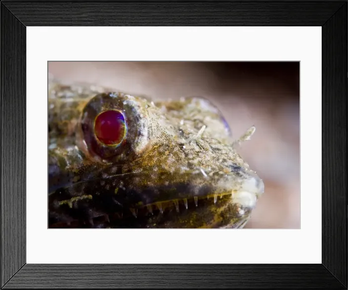 Framed Print : Sand diver (Synodus intermedius), St. Lucia, West Indies, Caribbean, Central America Framed Print : Sand diver (Synodus intermedius), St. Lucia, West Indies, Caribbean, Central America