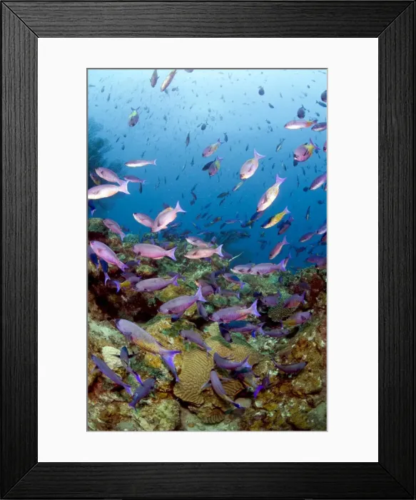 Framed Print : School of creole wrasse (Clepticus parrae), St. Lucia, West Indies, Caribbean, Central America Framed Print : School of creole wrasse (Clepticus parrae), St. Lucia, West Indies, Caribbean, Central America