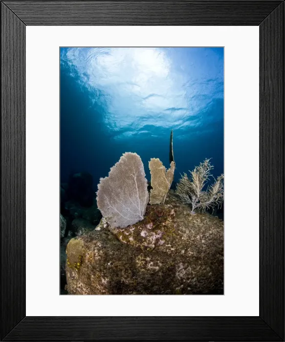 Framed Print : Reef scene with sea fan, St. Lucia, West Indies, Caribbean, Central America Framed Print : Reef scene with sea fan, St. Lucia, West Indies, Caribbean, Central America