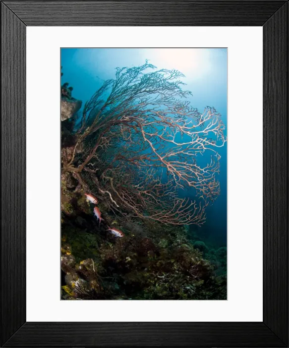 Framed Print : Reef scene with sea fan, St. Lucia, West Indies, Caribbean, Central America Framed Print : Reef scene with sea fan, St. Lucia, West Indies, Caribbean, Central America