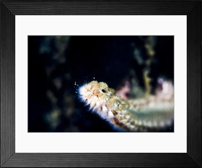 Framed Print : Beared fireworm (Hermodice carunculata), St. Lucia, West Indies, Caribbean, Central America Framed Print : Beared fireworm (Hermodice carunculata), St. Lucia, West Indies, Caribbean, Central America