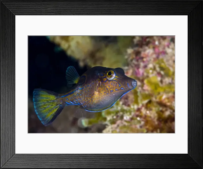 Framed Print : Sharpnose puffer (Canthigaster rostrata), St. Lucia, West Indies, Caribbean, Central America Framed Print : Sharpnose puffer (Canthigaster rostrata), St. Lucia, West Indies, Caribbean, Central America