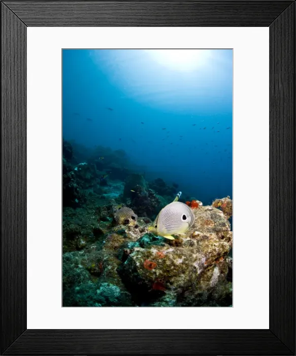 Framed Print : Smooth trunkfish (Lactophrys triqueter), and foureye butterflyfish (Chaetodon capistratus), St. Lucia, West Indies, Caribbean, Central America Framed Print : Smooth trunkfish (Lactophrys triqueter), and foureye butterflyfish (Chaetodon capistratus), St. Lucia, West Indies, Caribbean, Central America