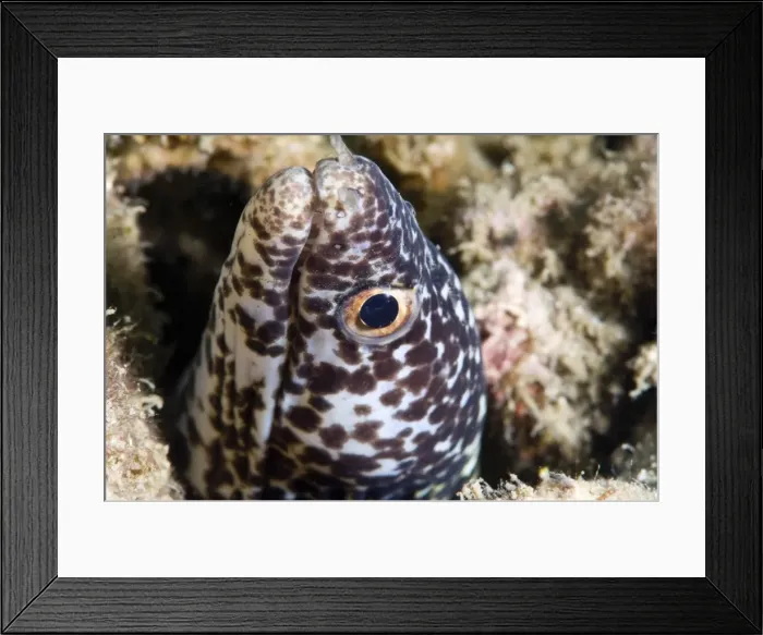 Framed Print : Spotted moray eel (Gymnothorax moringa), St. Lucia, West Indies, Caribbean, Central America Framed Print : Spotted moray eel (Gymnothorax moringa), St. Lucia, West Indies, Caribbean, Central America