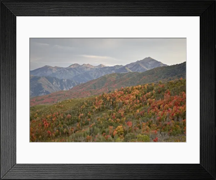 Framed Print : Red and orange fall colors in the Wasatch Mountains, Uinta National Forest, Utah, United States of America, North America Framed Print : Red and orange fall colors in the Wasatch Mountains, Uinta National Forest, Utah, United States of America, North America