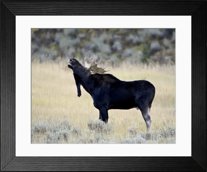 Framed Print : Bull moose (Alces alces) calling, Wasatch Mountain State Park, Utah, United States of America, North America Framed Print : Bull moose (Alces alces) calling, Wasatch Mountain State Park, Utah, United States of America, North America